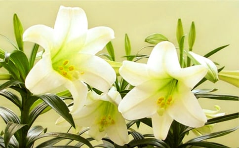 精选百合花连续观察日记范文