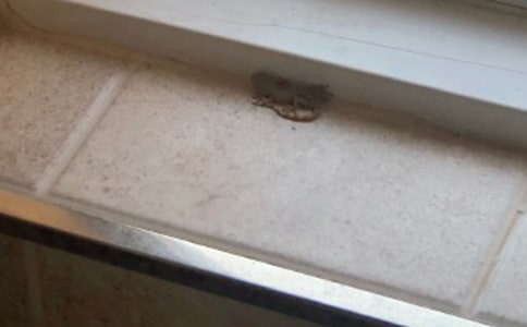 《小壁虎借尾巴》教学反思范文