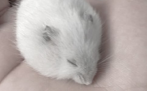 ����۲��ռ�600��