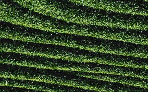 ��Ҷ��Ϊ���ܳ�����ζ