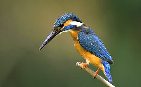 �����񡷹����ν̰�