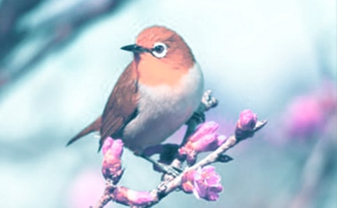 ��ֲ�����������