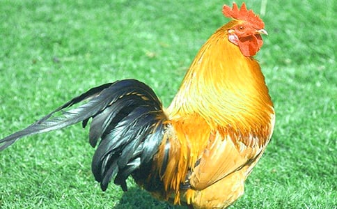 ʵ�õĹ�������600��