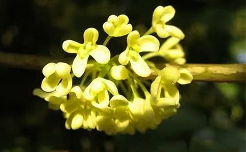 �Ϻ�С�Թ𻨾���Բ�ӵ�����
