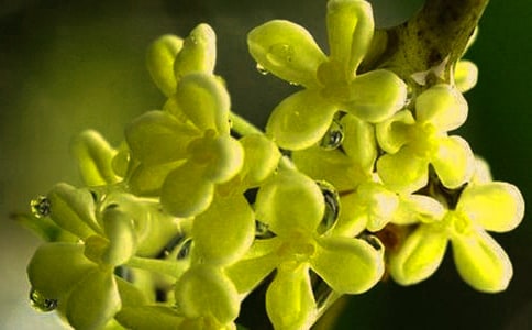 600�ֹ۲�����ռ�