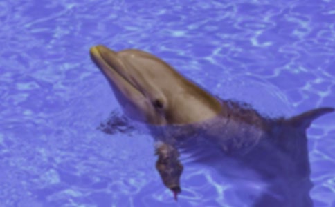 ��ɫ�ĺ��ൺ�����
