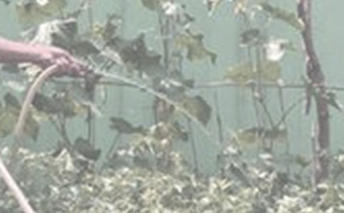 浇花一年级作文(15篇)