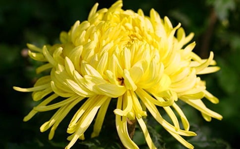 北京菊花节介绍