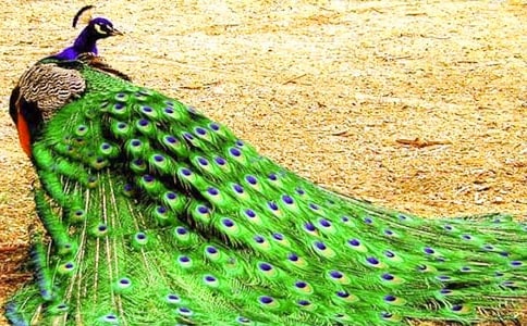 �йؿ�ȸ����Ъ���Ｐ��