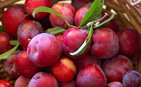 李子的团员自我评价范文