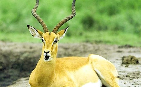�������Ĳ������и�