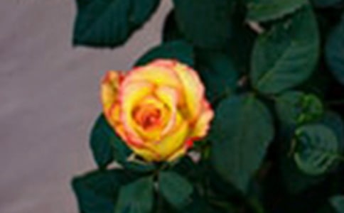 ��һ��Ǯ��õ�塷�����