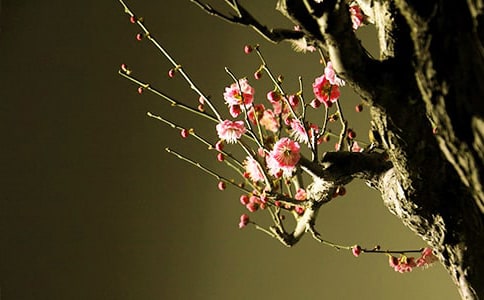 梅花主干画法