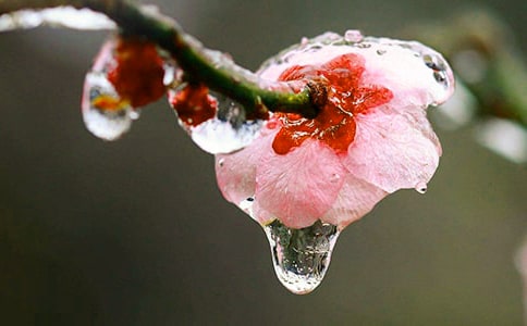 梅花的构图方法
