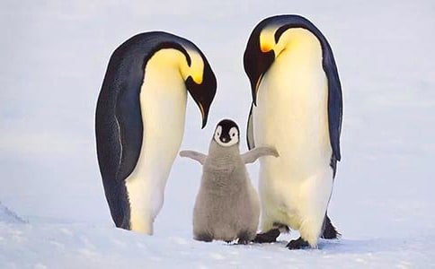 ���ý����֤qq�ռ��������