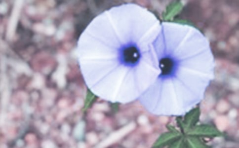 牵牛花观察日记(通用12篇)