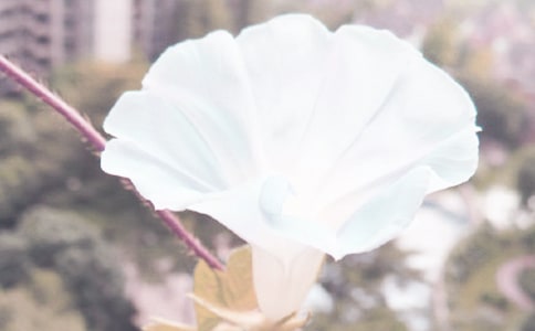 牵牛花生长连续观察日记