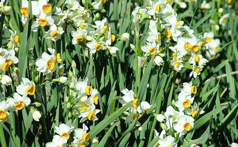 观察水仙花的日记「精选」