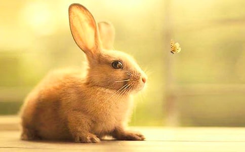 ���ӹ۲��ռ���ƪ