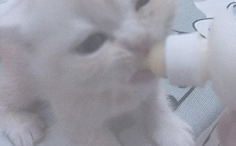 给小猫喂奶五年级叙事作文600字(精选23篇)