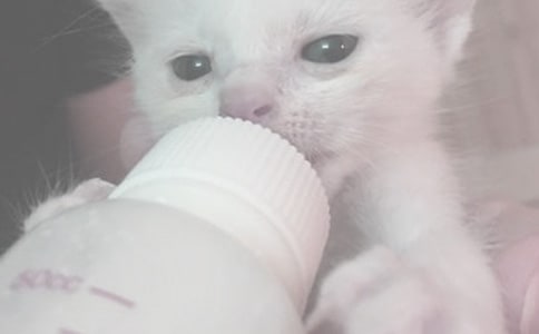 怎么给新生儿喂奶
