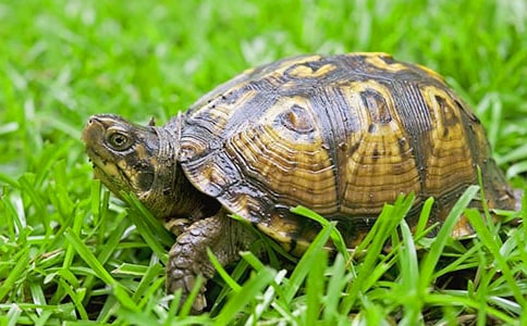 小乌龟观察日记
