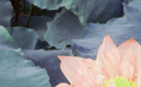 二十节气谚语:夏至
