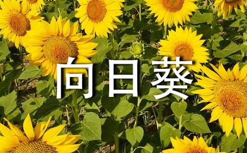 ���տ��۲��ռ�3ƪ