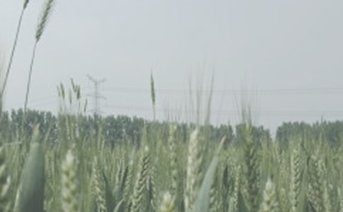 小麦购销合同书范本