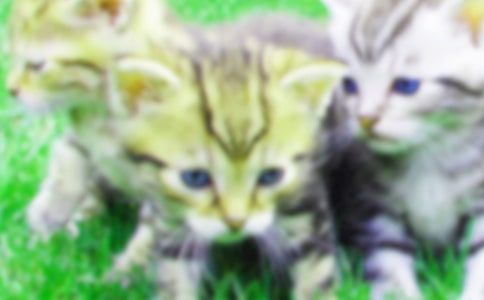 �˽��¿α���Ĳᡶ���޶�������Сè���̰�