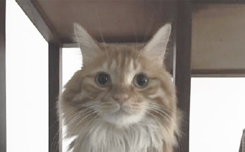 关于小猫观察日记