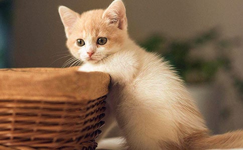 【精华】小猫的观察日记四篇