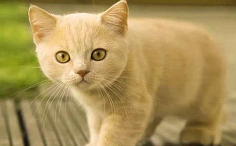 小猫观察日记【精】