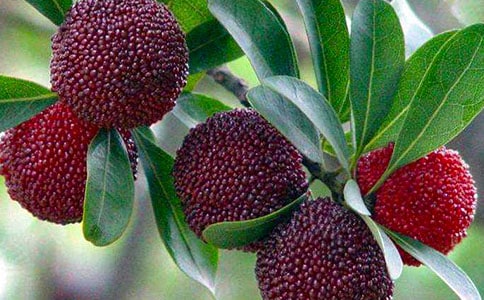 �Ұ��������÷�̰���ͨ��10ƪ��