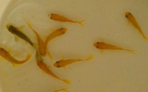 鱼苗购销合同的范本