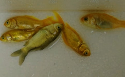 鱼苗购销合同范本最新