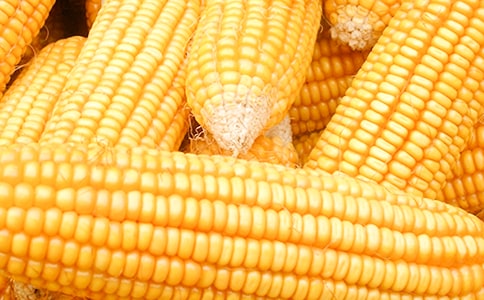�й����׹۲��ռ�4ƪ