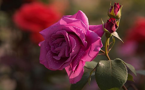 �����¼���Ψ������