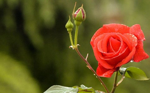 观察月季的日记