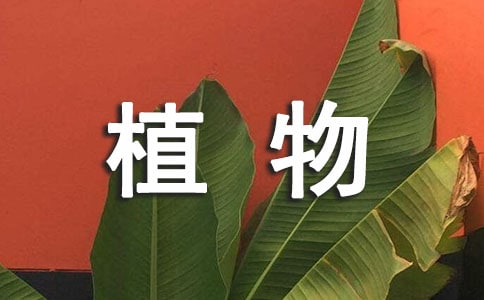 �༶ֲ��������������