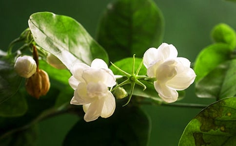 观察茉莉花