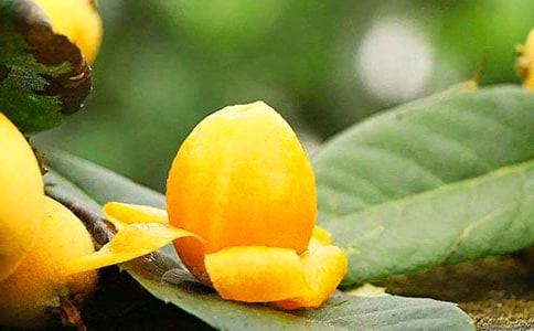 �ְֵ�����Ҷ������450��