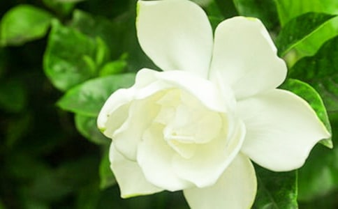 ��ֳ���ӻ��ķ�����ע������