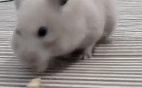С����۲��ռ�Сѧ����