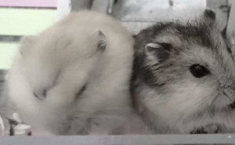 观察仓鼠记作文2篇