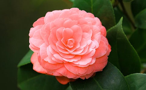 有山茶花相伴滋味长作文800字