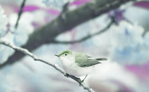 观察动植物的小作文