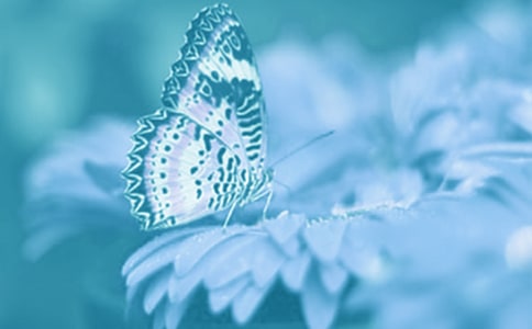 ��ֲ��Ҳ�������ϵ�ѧ������