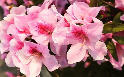 爷爷杜鹃花开了作文