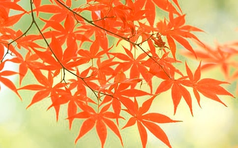 红叶赞抒情作文